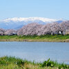 一目千本桜の下をお花見散歩 Vol.1｜白石川堤（宮城県大河原町）