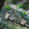 【野鳥】新潟　春の野鳥③