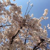 のっぺりした桜の写真をカンタンに上手に変えるアプリ「PicsPlay Pro」