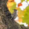 コゲラたくさん！