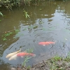 恵みの雨で池復活　こい喜ぶ