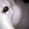 おとなしくして曜日