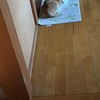 廊下に猫が落ちている季節