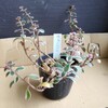🌵多肉植物 トリカラー植え替え🌵