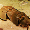 カブトガニがすごい　なぜかカブトムシ
