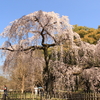 ３月１９日　京都御苑の枝垂れ桜