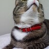 猫の聴力は優れもの。とても小さな虫の羽の音にも反応…ガンミが可愛い(*^^*)