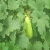 【40から始める家庭菜園日記　19日目】今回は、育ててる野菜の紹介だけです