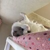 窓辺でのんびり