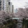 3月31日～4月6日(桜巡り、立ち退き、府中・北府中散歩）