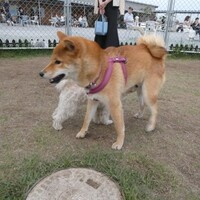 茅ケ崎の道の駅に行ったの☆彡　後編　ドッグランもあったよ🐾　柴犬・空海くんが大変だ～