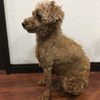 犬の僧帽弁閉鎖不全症　術後1ヶ月検診