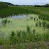 中沼田の水田