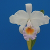 Cattleya schroederae