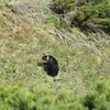 2023年3泊4日知床旅行は母子旅！〜2日目後半は陸の動物を見る〜