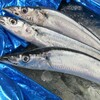 今年初めてのサンマ、「旬の魚料理」講座・実習