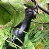 農サボ実習