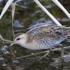 貴重な野鳥、湖岸に飛来　鉾田・北浦　珍鳥ヒメクイナも