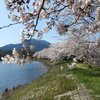 新潟市西蒲区・仁箇堤の桜 2024(4/12)