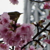 スカイツリーと桜とメジロ