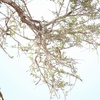 シロマユコゴシキドリ Acacia Pied Barbet