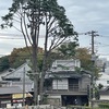 今日の谷中のヒマラヤ杉　投票所の谷中小学校にある