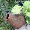 ミドリカラスモドキ(Asian Glossy Starling)