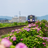 紫陽花とキハ１２０