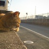 猫の日