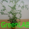 GREEN:新しい観葉植物仲間(シマトネリコとトキワシノブ）