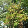 Viburnum odoratissimum var. awabuki　サンゴジュ