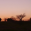 12月11日の樹木夕景