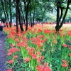 日高市・巾着田の曼珠沙華公園