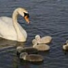 コブハクチョウのヒナ誕生　赤穂城跡公園（兵庫県）