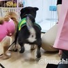 柴と柴が一番いい？～狂犬病ワクチン完了～