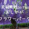 【足利観光2017】大藤満開！GW「あしかがフラワーパーク」休日おでかけパスで行ってきたぞ