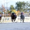 【競馬商材レビュー】地方競馬の最終レースを攻略せよ！