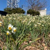 愛媛県今治市　大角海浜公園 水仙と河津桜