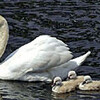 コブハクチョウ４羽　　３年ぶり誕生 福山・蓮池公園