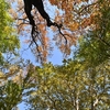 🍁小石川植物園　紅葉の様子です❗