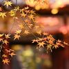 紅葉2023 その９(再投稿)