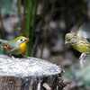 今日は野鳥が多かった(^^♪