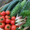 【名医のTHE太鼓判】糸島野菜は奇跡の大地で育まれた絶品！サラダえのきが気になる
