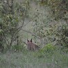 ケニア旅行3 カラカル　caracal