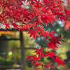 三宝寺・妙見大菩薩の紅葉と豊臣供養塔