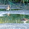 タシギ、エゾビタキ、コサメビタキ