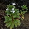 Lysimachia mauritiana