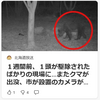 【全国的に頻発するクマ被害について……4／28－29　山菜採りの男性　クマに襲われケガ　岩手】＃384