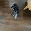 先代の猫から引き継いだマット