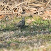 ホシムクドリがいましたぁ🐥